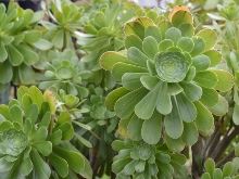 Aeonium arboreum