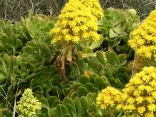 Aeonium arboreum