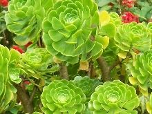 Aeonium arboreum