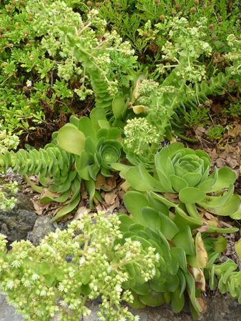 Aeonium canariense