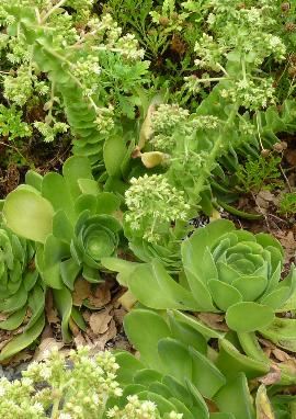 Aeonium canariense