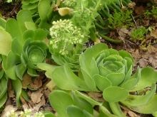 Aeonium canariense