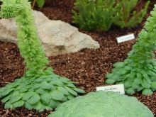 Aeonium tabuliforme - Zum vergrößern klicken Aeonium tabuliforme