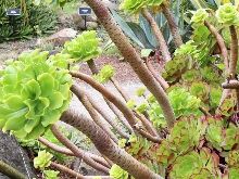 Aeonium undulatum