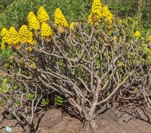 Aeonium arboreum