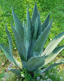 Agave americana