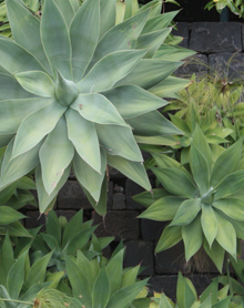 Agave attenuata