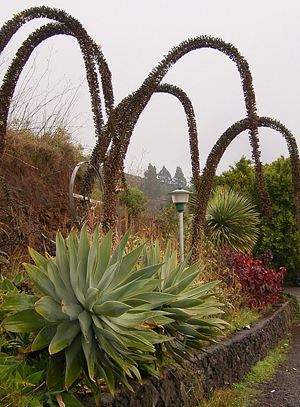 Agave attenuata