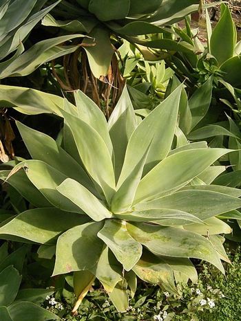 Agave attenuata