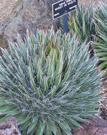 Agave filifera