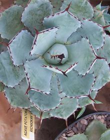 Agave potatorum