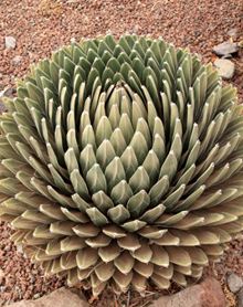 Agave victoriae-reginae