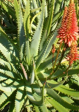 Aloe arborescens