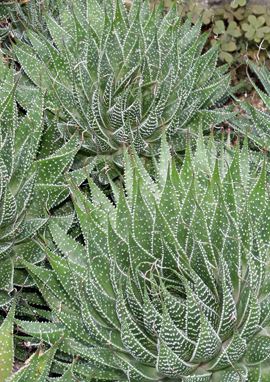 Aloe aristata