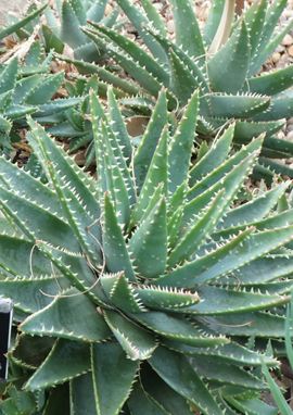 Aloe brevifolia