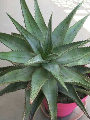 Aloe, Aloe ferox