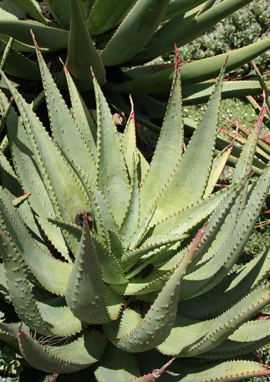 Aloe ferox