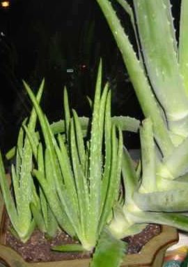 Aloe mit Seitensprossen / Kindel