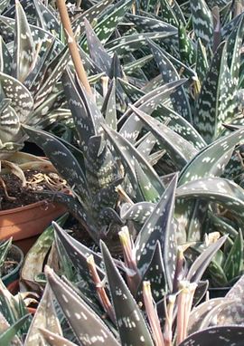 Aloe variegata