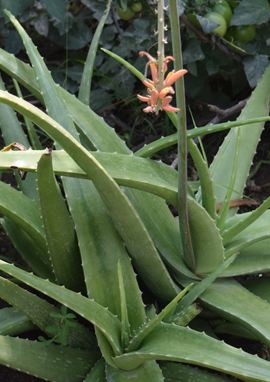 Aloe vera