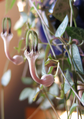 Ceropegia linearis ssp. woodii