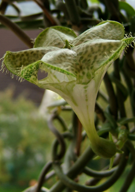 Ceropegia sandersonii