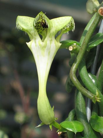 Ceropegia sandersonii mit Blüte Ceropegia sandersonii