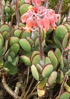 Cotyledon orbiculata