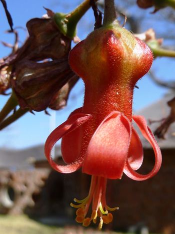 Cotyledon orbiculata