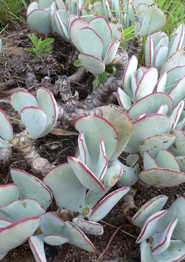 Cotyledon orbiculata mit Blüten Cotyledon orbiculata