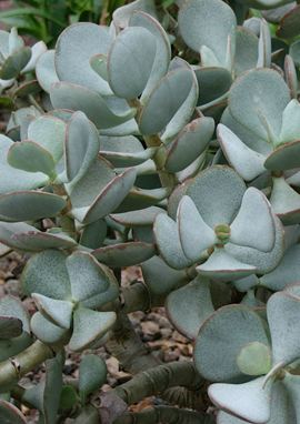 Crassula arborescens