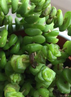 Crassula Hottentot kränkelt