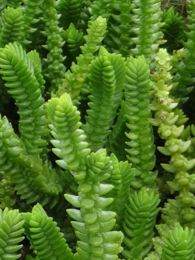 Crassula-muscosa