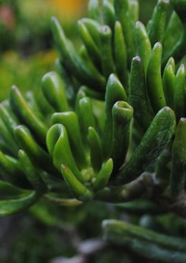 Crassula ovata 'Gollum'