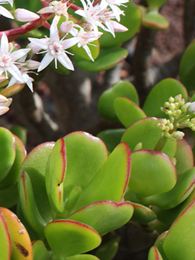 Crassula ovata