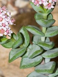 Crassula rupestris