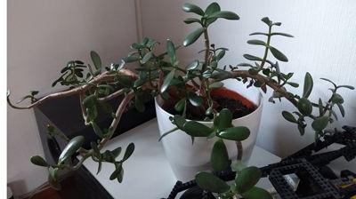 Unförmiger Wuchs Crassula ovata