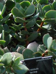 Crassula lactea