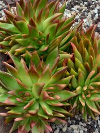 Echeveria agavoides