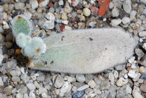 Echeveria pulvinata Blattsteckling - Echeveria pulvinata
