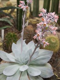 Echeveria cante Echeveria cante