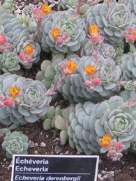 Echeveria derenbergii