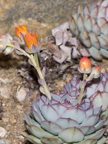 Echeveria derenbergii mit Blüten Echeveria derenbergii, Blüten