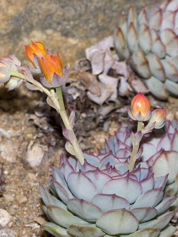 Echeveria derenbergii, Blüten