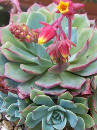 Echeveria elegans Echeveria elegans