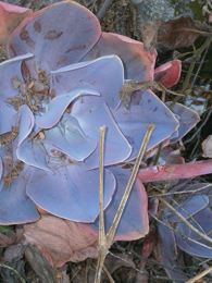 Echeveria gibbiflora Echeveria gibbiflora