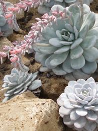 Echeveria laui Echeveria laui