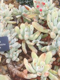 Echeveria leucotricha