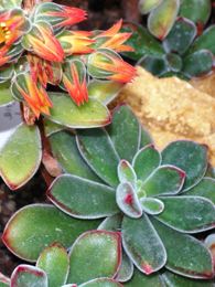 Echeveria pulvinata Echeveria pulvinata