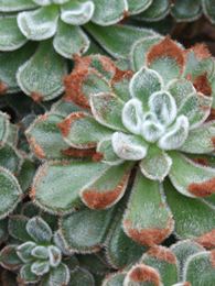 Echeveria setosa